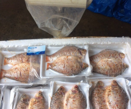 CÁ HE 1 NẮNG