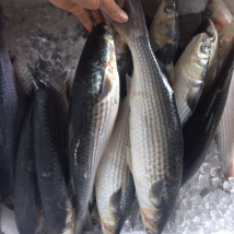 CÁ ĐỐI 